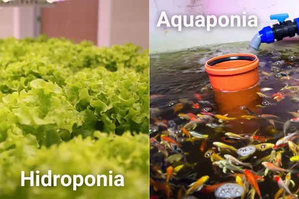 Diferenças entre Hidroponia e Aquaponia: Qual Escolher para Alface?