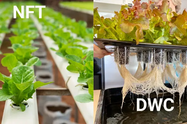 Entendendo o Sistema Hidropônico NFT vs. DWC para Cultivar Alface