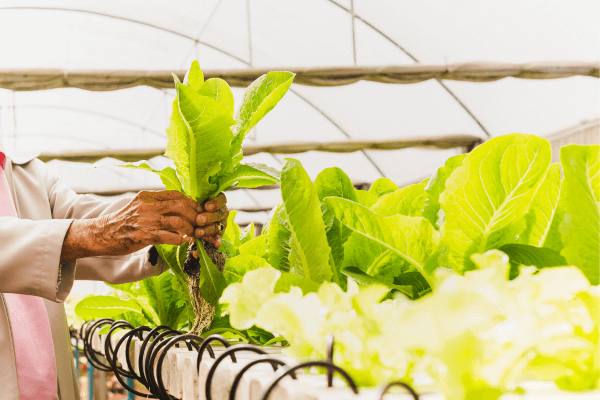 Maximizando a Produção de Alface com Técnicas de Poda Hidropônica