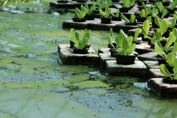 Reaproveitamento de Água no Cultivo Hidropônico: Técnicas Eficientes