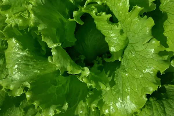 Cultivo Hidropônico Caseiro de Alface Americana: Um Guia Prático