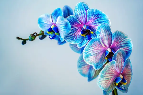 Como Cuidar de Orquídeas: Guia para Manter suas Flores Saudáveis