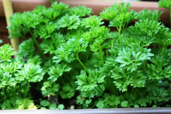 Guia Completo Sobre a Planta Salsa