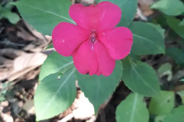 As plantas maria-sem-vergonha são uma excelente escolha para qualquer jardim