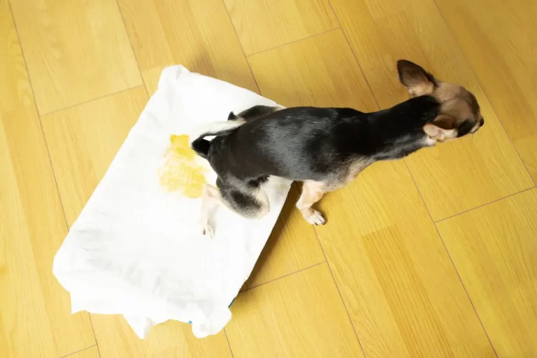 como ensinar o cachorro a fazer xixi no lugar certo